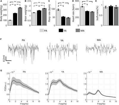Model-Predicted Balance Between Neural Excitation and Inhibition Was Maintained Despite of Age-Related Decline in Sensory Evoked Local Field Potential in Rat Barrel Cortex